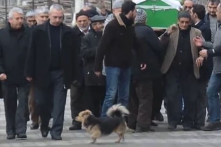 Na sahrani vlasnika bio je neutešan: Veran pas svaki dan posećuje njegov  grob! (FOTO, VIDEO)