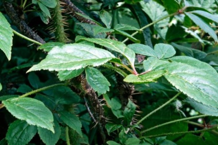 Foto: Profimedia, lišće sibirskog ženšena