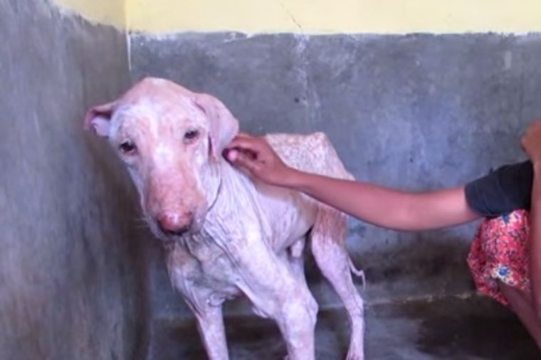 Foto: Youtube printscreen / Animal Aid Unlimited, India