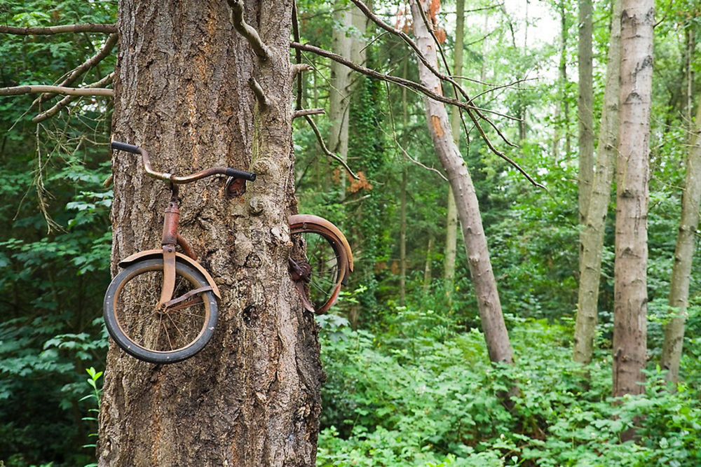 drvo-koje-je-pojelo-bicikl-1415115257-50642.jpg