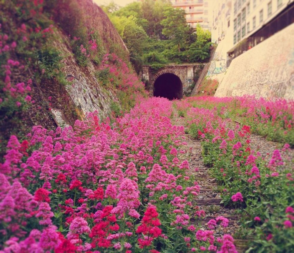 roze-tunel-1415113785-50641.jpg