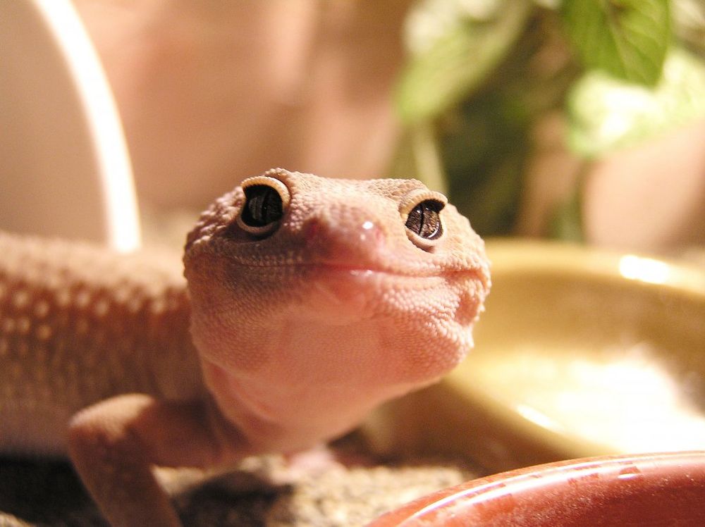 Gecko, Guster