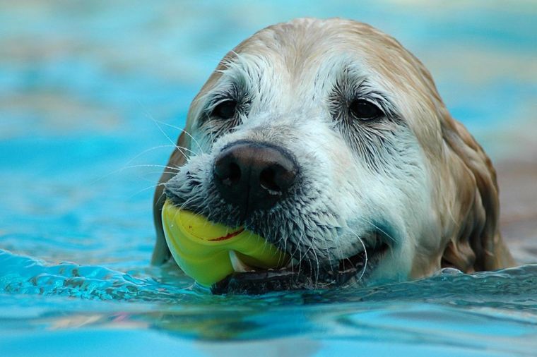 Da li vaš pas zna da pliva?