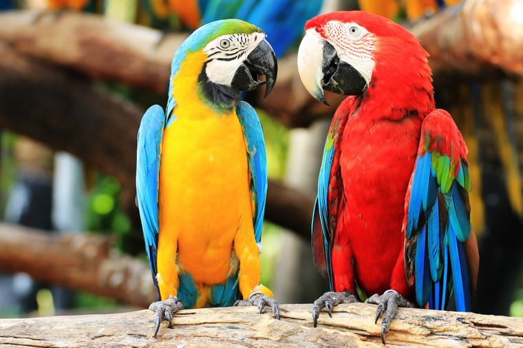 5 razloga da papagaj bude vaš ljubimac