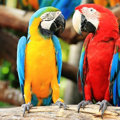 5 razloga da papagaj bude vaš ljubimac