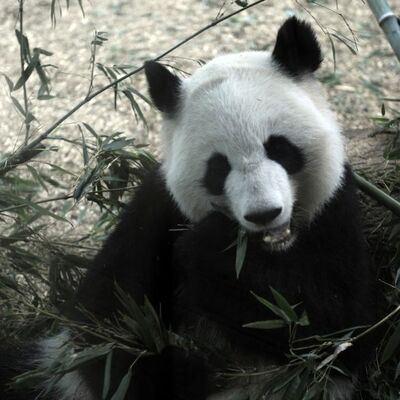 Džinovska panda rodila blizance