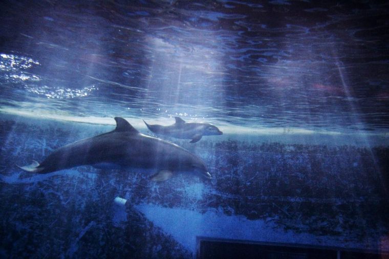 Delfini imaju neverovatno pamćenje