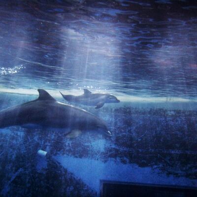 Delfini imaju neverovatno pamćenje