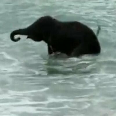 Neodoljivo: Kada beba slonče prvi put vidi more (VIDEO)