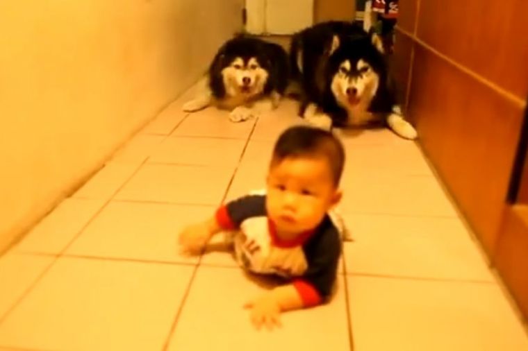 Preslatko: Dok beba puzi psi joj daju podršku (VIDEO)