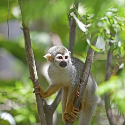 Životinje na slobodi: Kostarika zatvara sve zoo vrtove!