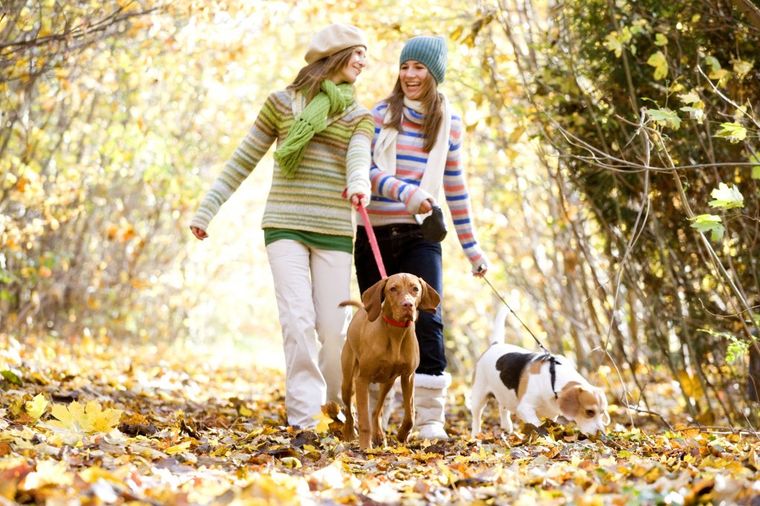 Udomite psa: Imaćete širi krug prijatelja, manji rizik od srčanih bolesti i dijabetesa