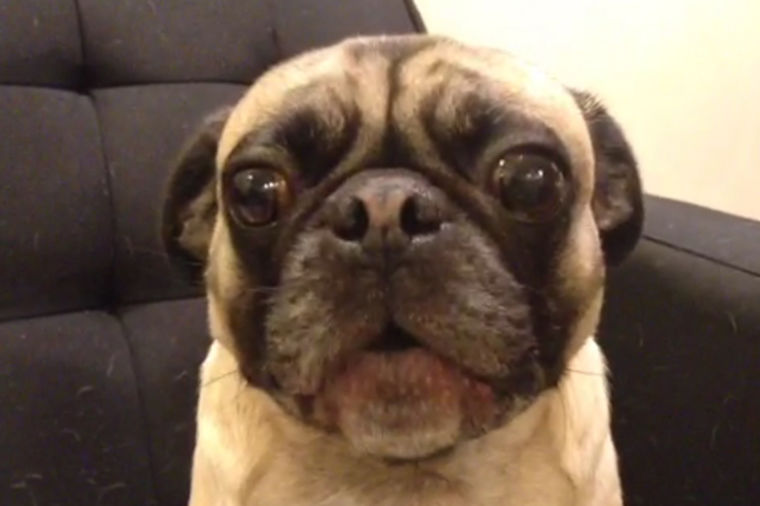 Pogledajte: Ovaj pas ne laje već izjavljuje ljubav (VIDEO)