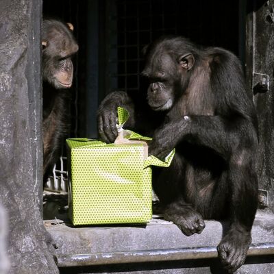 SAD: Šimpanze ne mogu da budu pravna lica