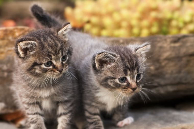 Japan: Obijao kuće i krao da bi hranio 120 mačaka
