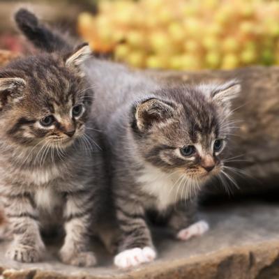 Japan: Obijao kuće i krao da bi hranio 120 mačaka