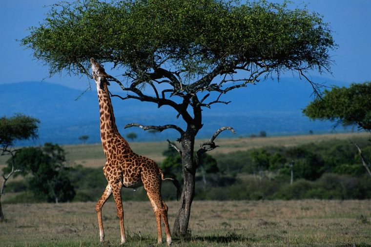 Izumiranje žirafa: Velika opasnost preti najvišim životinjama!