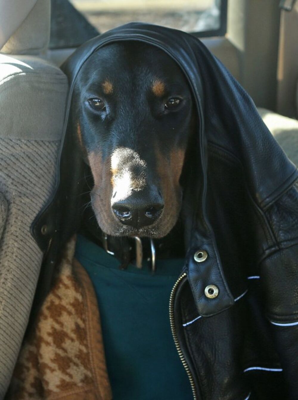 Doberman