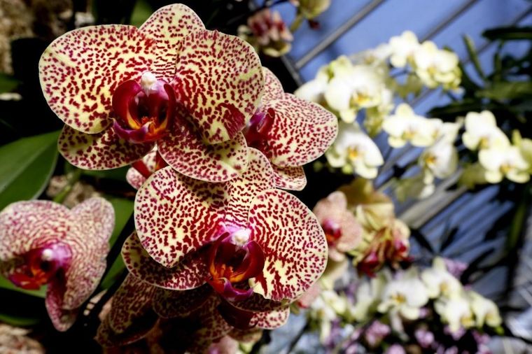 Orhideja - simbol ljubavi i lepote: Oplemenite svoj dom