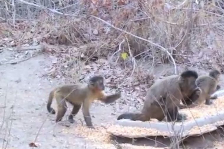 Ovako se privlači suprotan pol: Majmunice zavode mužjake gađajući ih kamenjem (VIDEO)