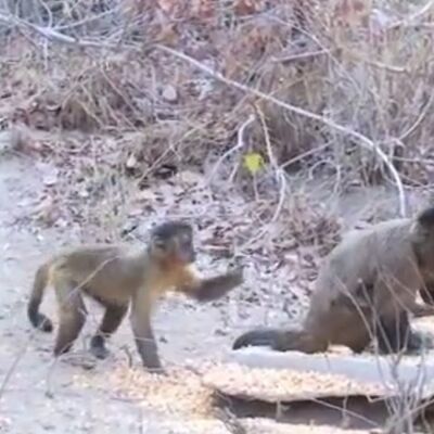 Ovako se privlači suprotan pol: Majmunice zavode mužjake gađajući ih kamenjem (VIDEO)