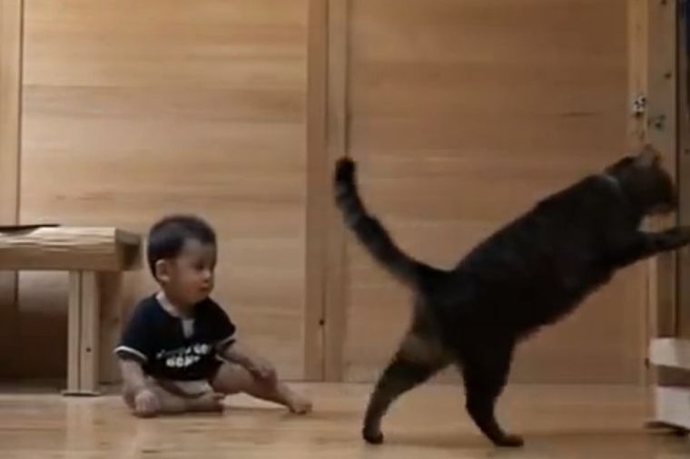 Fenomenalno: Mačka uči bebu da hoda! (VIDEO)