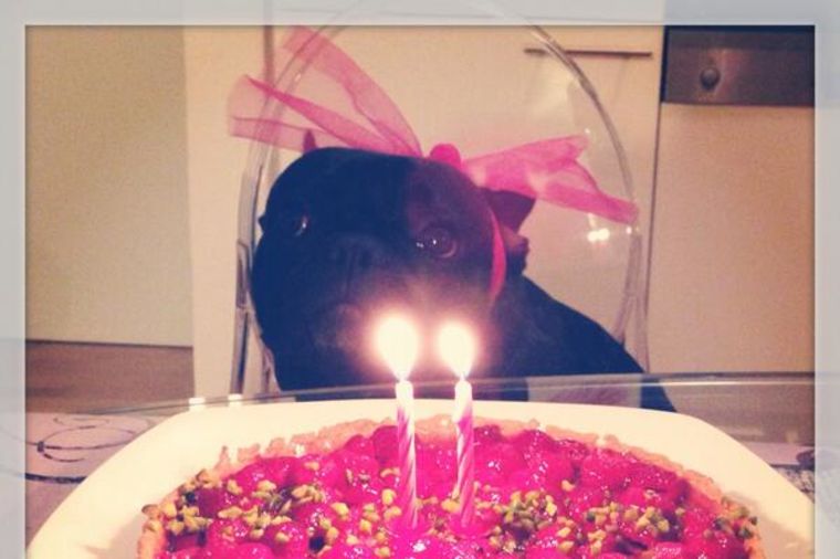 Marija Šerifović napravila rođendansku tortu za psa (FOTO)