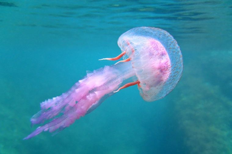 Džinovska meduza prečnika 1,5 metra pronađena u Australiji (VIDEO)
