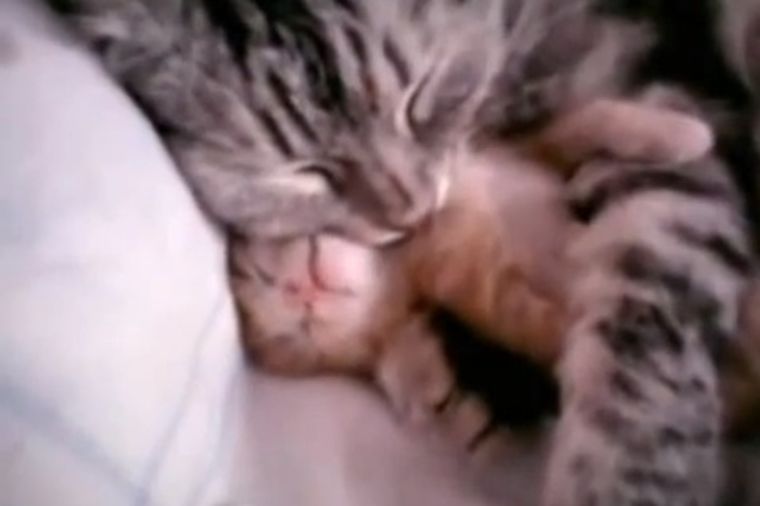 Ovo je najbrižnija mama na svetu: Maca grli svoje mače! (VIDEO)