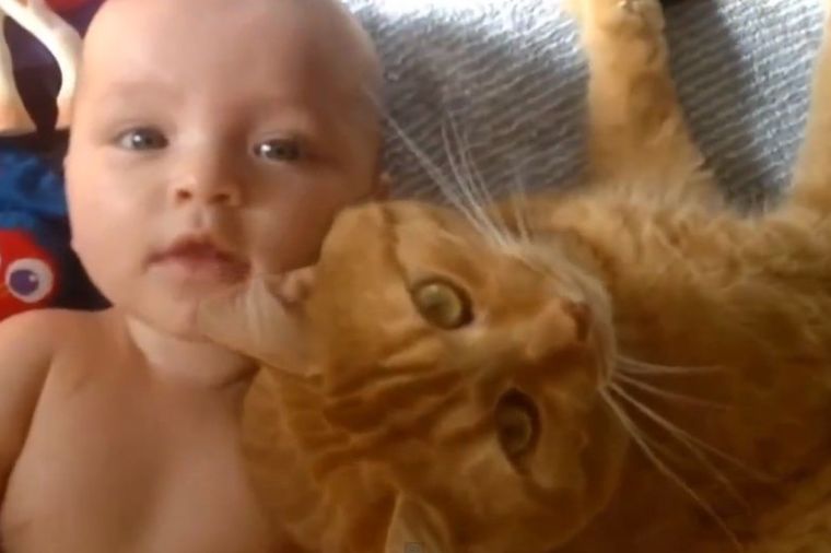 Preslatko: Niko ne čuva bebe bolje od maca (VIDEO)