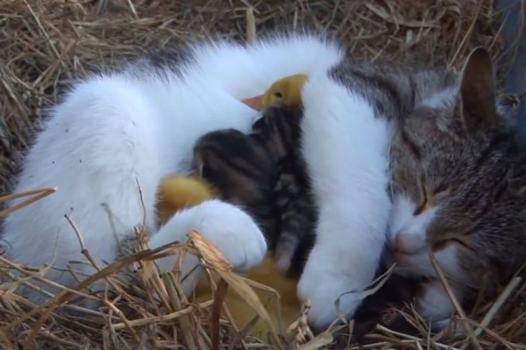 Neodoljivo čudo prirode: Kada maca postane mama pačićima (VIDEO)
