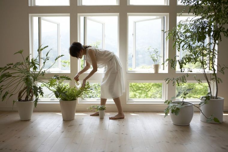 Unesite egzotiku u vaš dom: Tri cveta koja će da osveže vaš prozor!