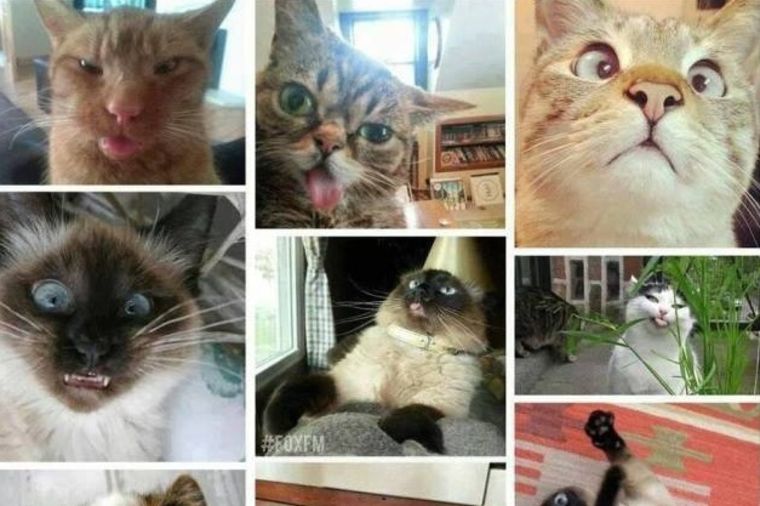 Zbogom starlete: Ovako izgleda kada mačke naprave selfi (FOTO)