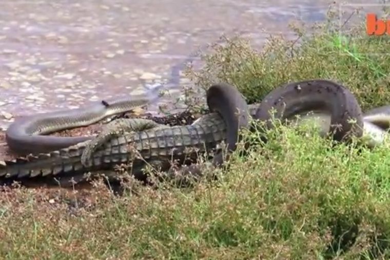Kada zmija proguta krokodila (VIDEO)