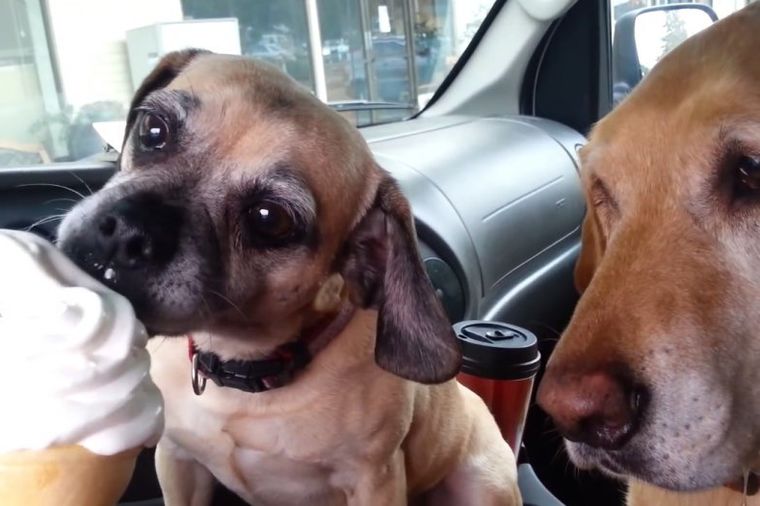 Smešna borba za zalogaj: Kako dva psa dele jedan sladoled (VIDEO)