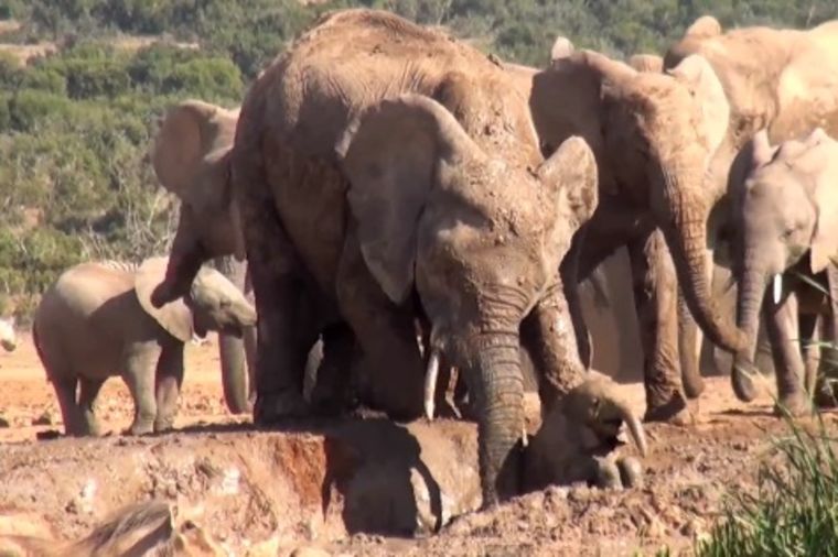 Snimak koji će vam oduzeti dah: Majka slonica spašava svoju bebu (VIDEO)