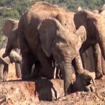 Snimak koji će vam oduzeti dah: Majka slonica spašava svoju bebu (VIDEO)