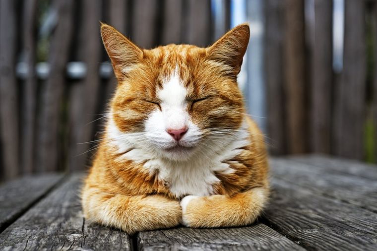 Stigao je novi gospodar imanja Vinstona Čerčila - narandžasta mačka