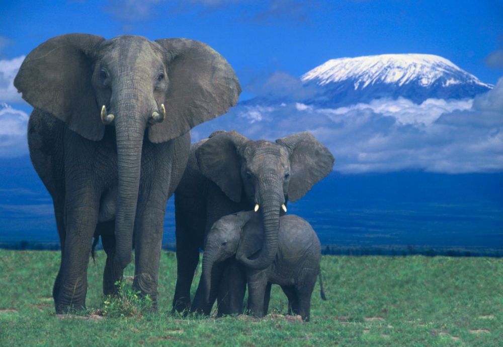 Slonovi