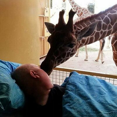 Srceparajuće: Žirafa se poljupcem pozdravila od radnika koji umire od raka (FOTO)