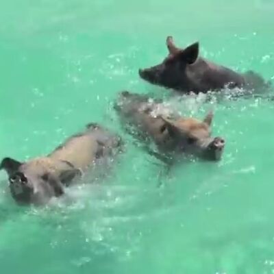 I svinje idu na letovanje: Pogledajte kupanje i uživanciju na Bahamima! (VIDEO)