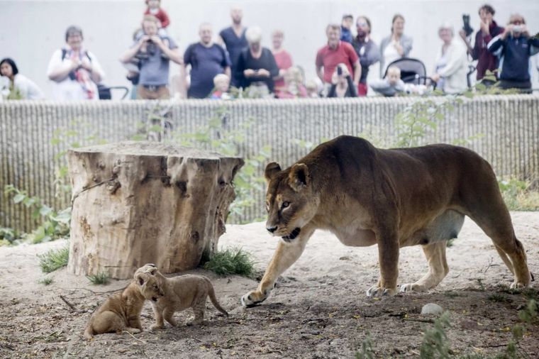 Ima li kraja: Ubili 4 zdrava lava u zoološkom vrtu u Kopenhagenu, u kom je ubijena i žirafa (FOTO)