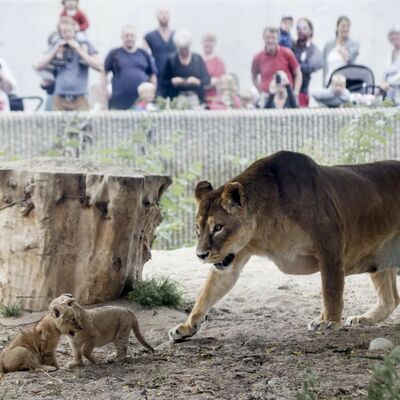 Ima li kraja: Ubili 4 zdrava lava u zoološkom vrtu u Kopenhagenu, u kom je ubijena i žirafa (FOTO)