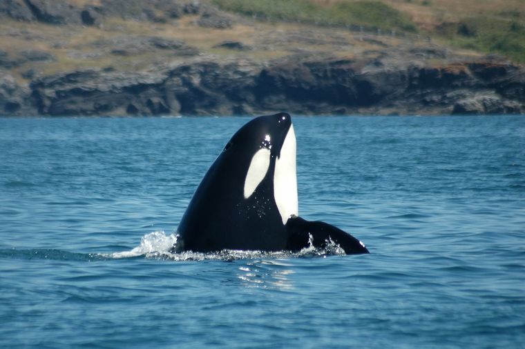 Japan: Lov na kitove otkazan po odluci suda