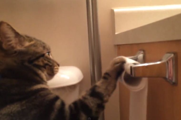 Urnebesna maca: Nema kraja zabavi sa toalet papirom! (VIDEO)