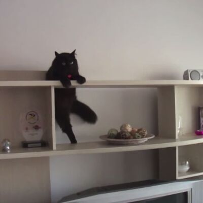 Kakav Tom Kruz: Ova mačka može nemoguće! (VIDEO)