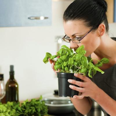 Kako da uzgajate začine u kuhinji: Planirajte, zalivajte i imajte strpljenja