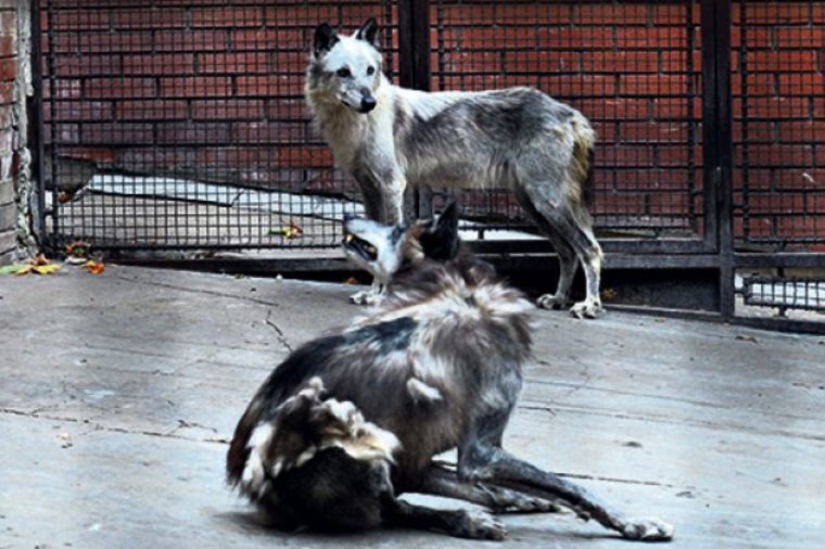 Vuk napao dete u Beogradskom zoološkom vrtu: Skočio na leđa devojčici (2)