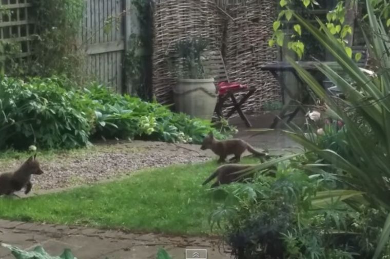 Ulepšaće vam ovaj kišni dan: Pet malih lisica upalo u dvorište u Londonu da se igraju (VIDEO)