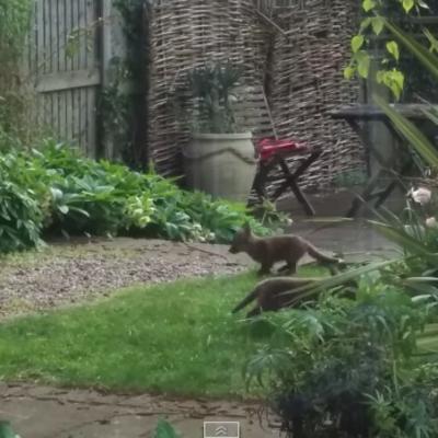 Ulepšaće vam ovaj kišni dan: Pet malih lisica upalo u dvorište u Londonu da se igraju (VIDEO)